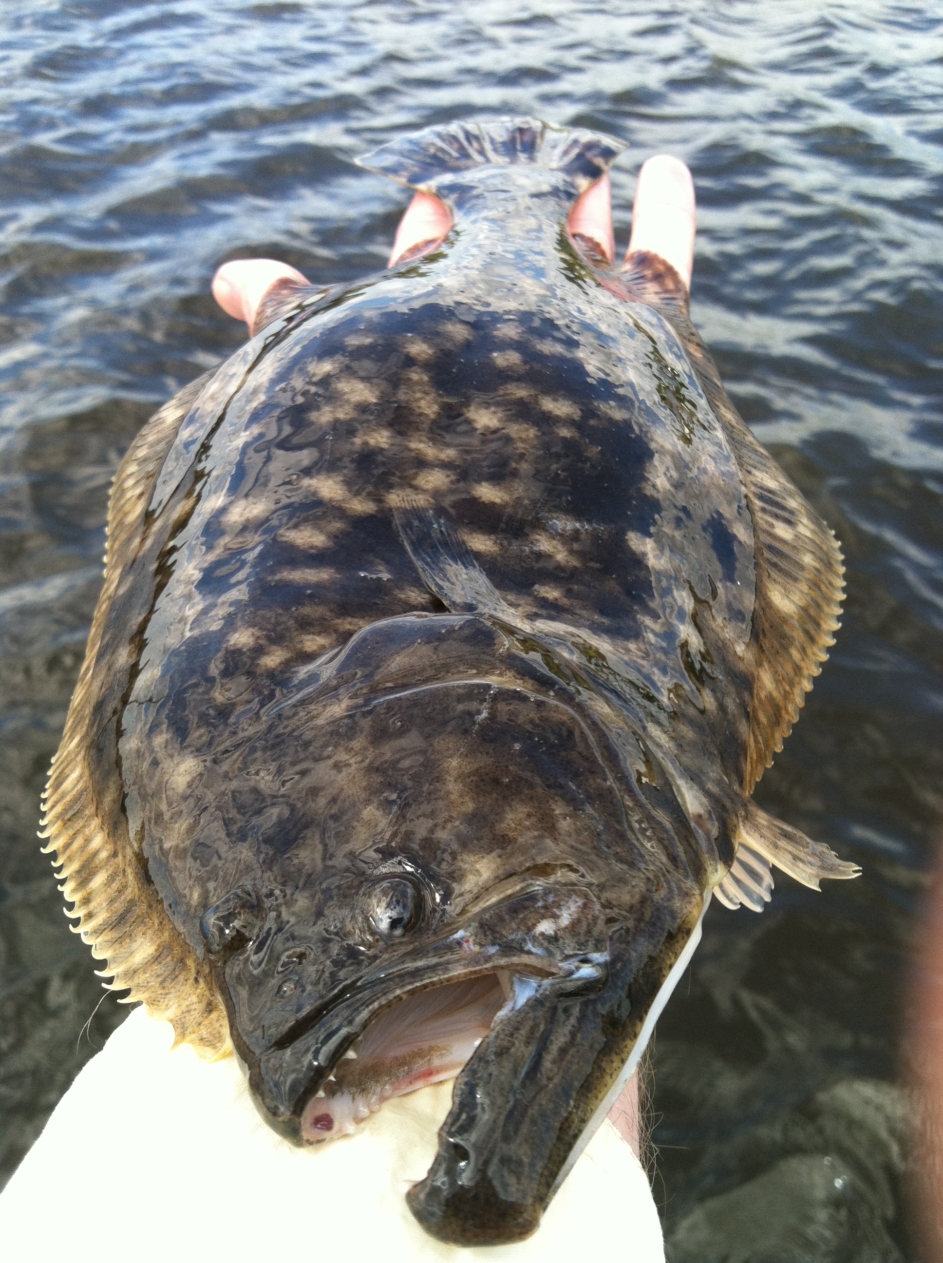 Nc Inland Flounder S … Myra Tallia