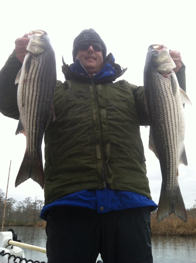 Awesome Striper Fishing Eastern NC Fishing Guide