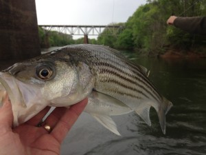 IMG_1120_2