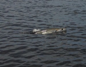 IMG_2042