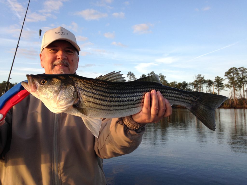 Stripers! Eastern NC Fishing Guide