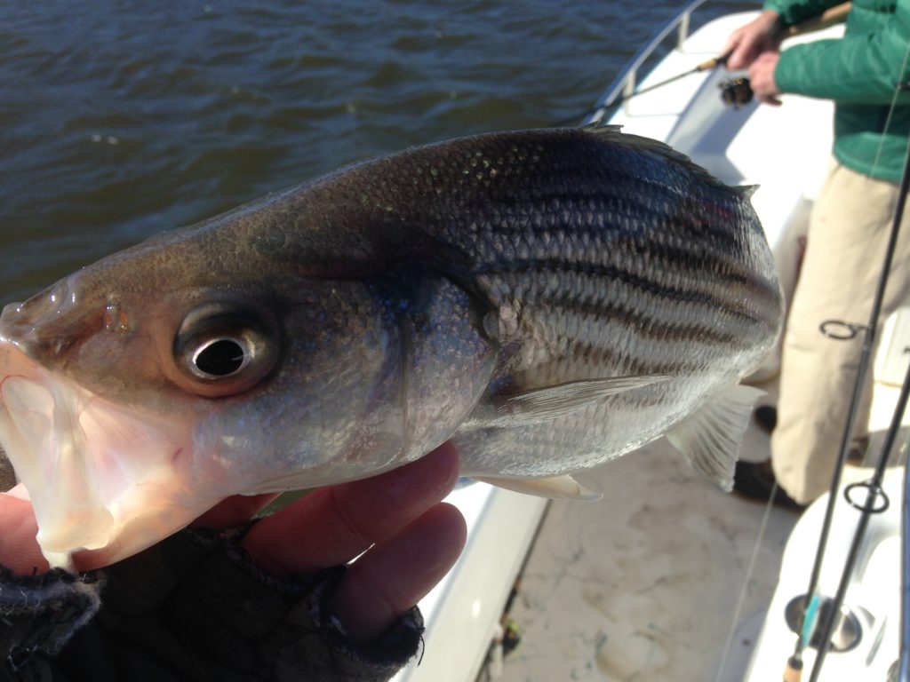 Windblown Roanoke River Rockfish FishIBX Eastern NC Fishing Guide