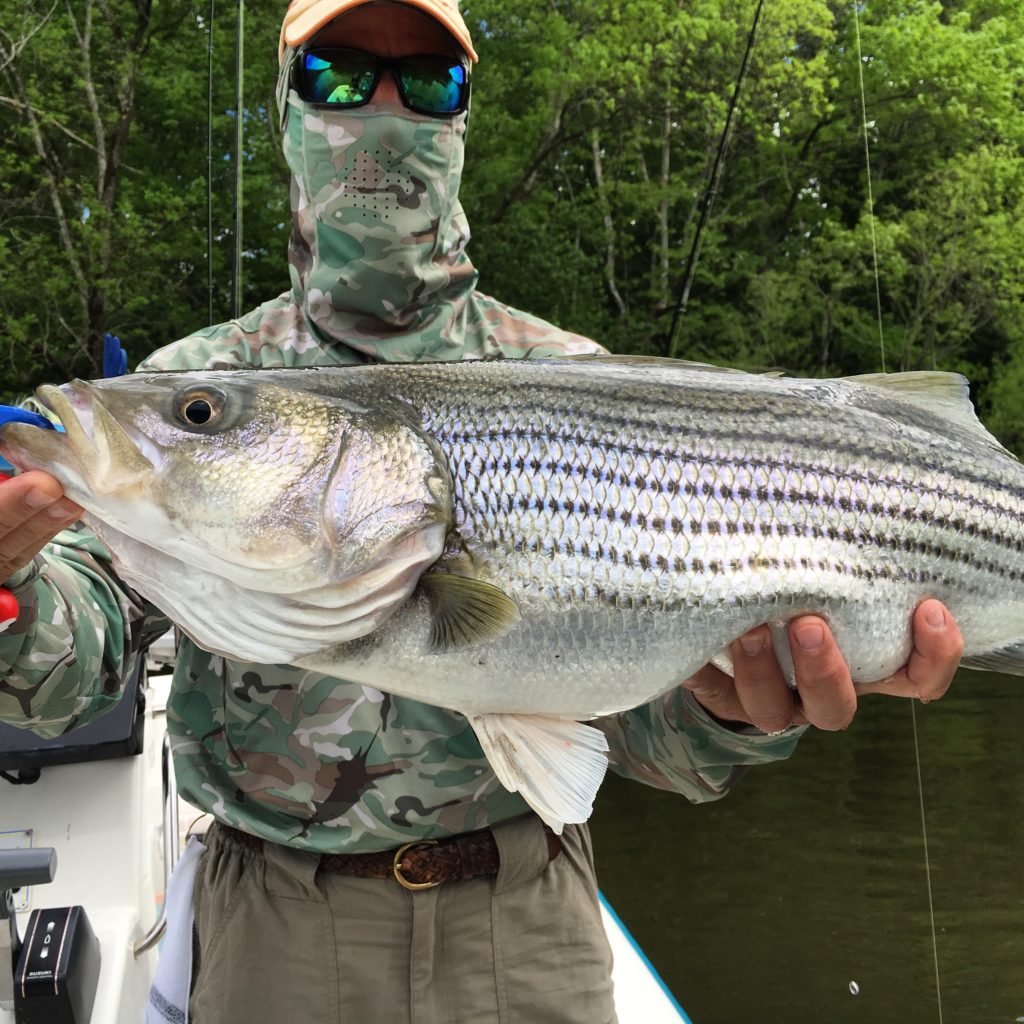 Roanoke River Striped Bass Guide Eastern NC Fishing Guide