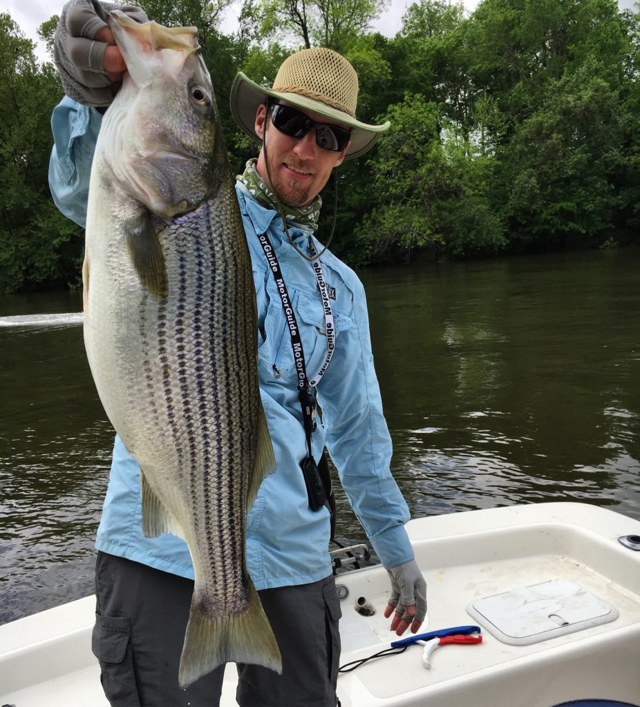 Roanoke River Striped Bass, Rockfish Eastern NC Fishing Guide
