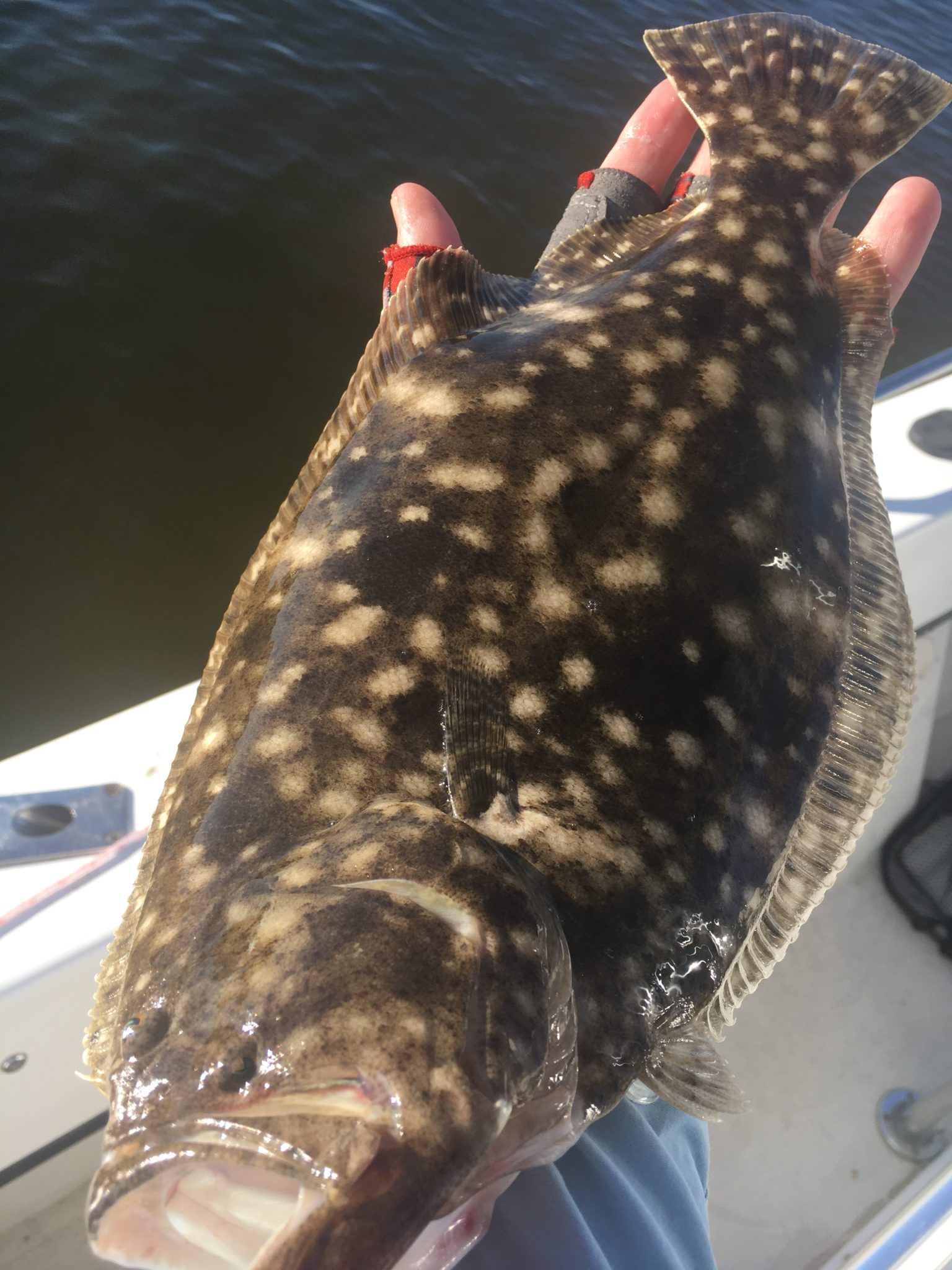 Nc Recreational Flounder Season 2024 Meryl Sherri
