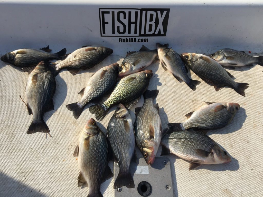 White Perch FishIBX Eastern NC Fishing Guide