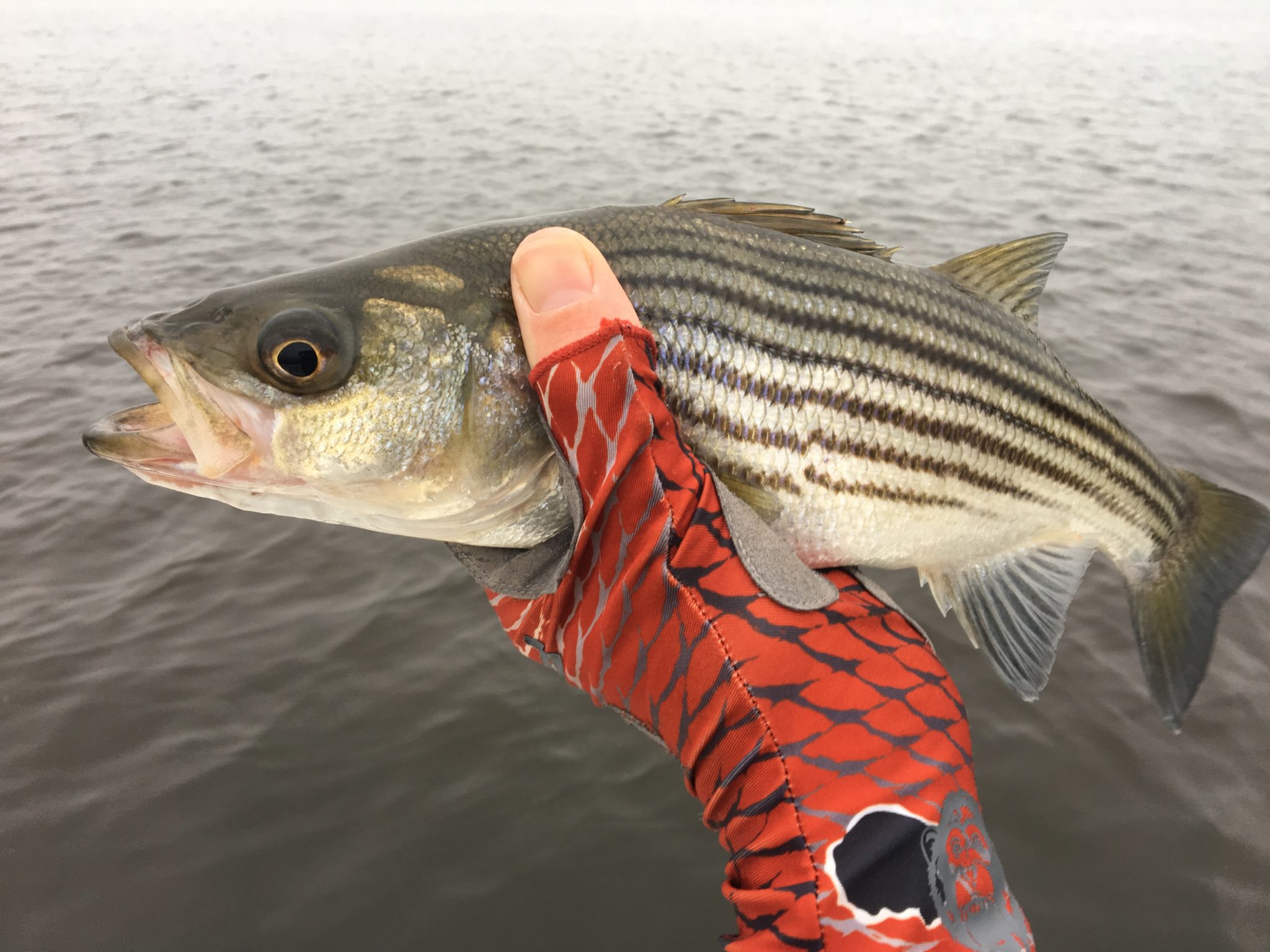 Striped Bass Guide Roanoke Pamlico Neuse River Fish IBX