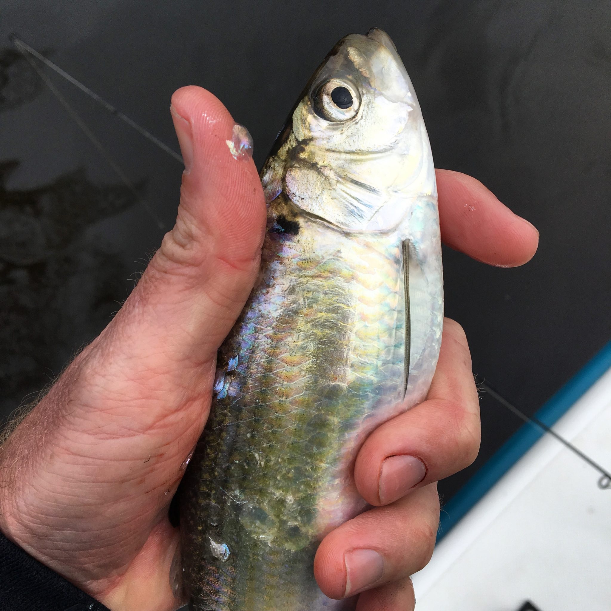 Double Shad, Hickory Shad, White Shad, Herring, Stripers FishIBX