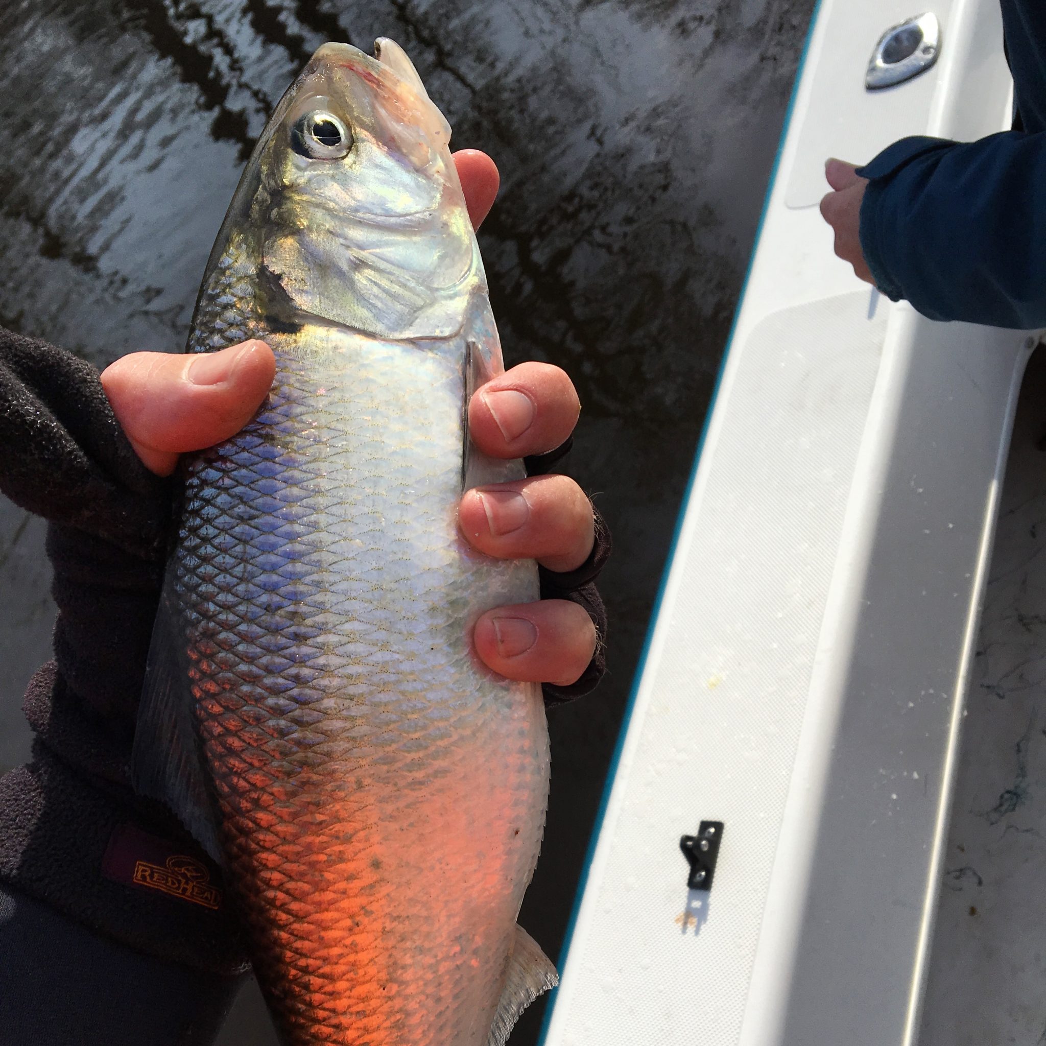 Double Shad, Hickory Shad, White Shad, Herring, Stripers FishIBX