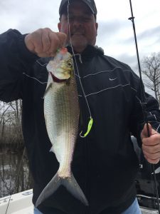 Neuse River Shad Fishing, Herring and White Shad - Eastern NC Fishing Guide