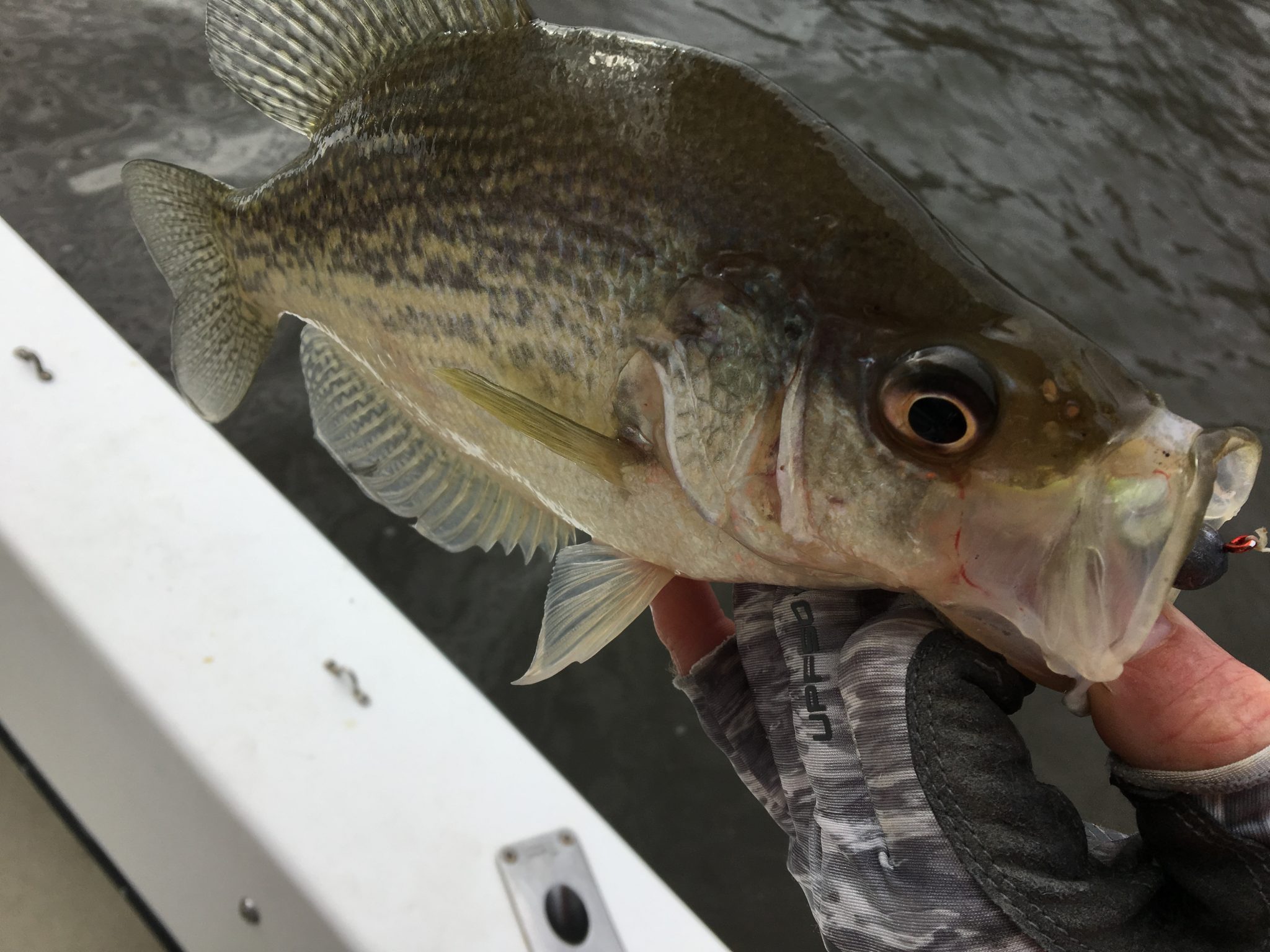 Crappie Bite! Pamlico and Roanoke River FishIBX Eastern NC Fishing Guide