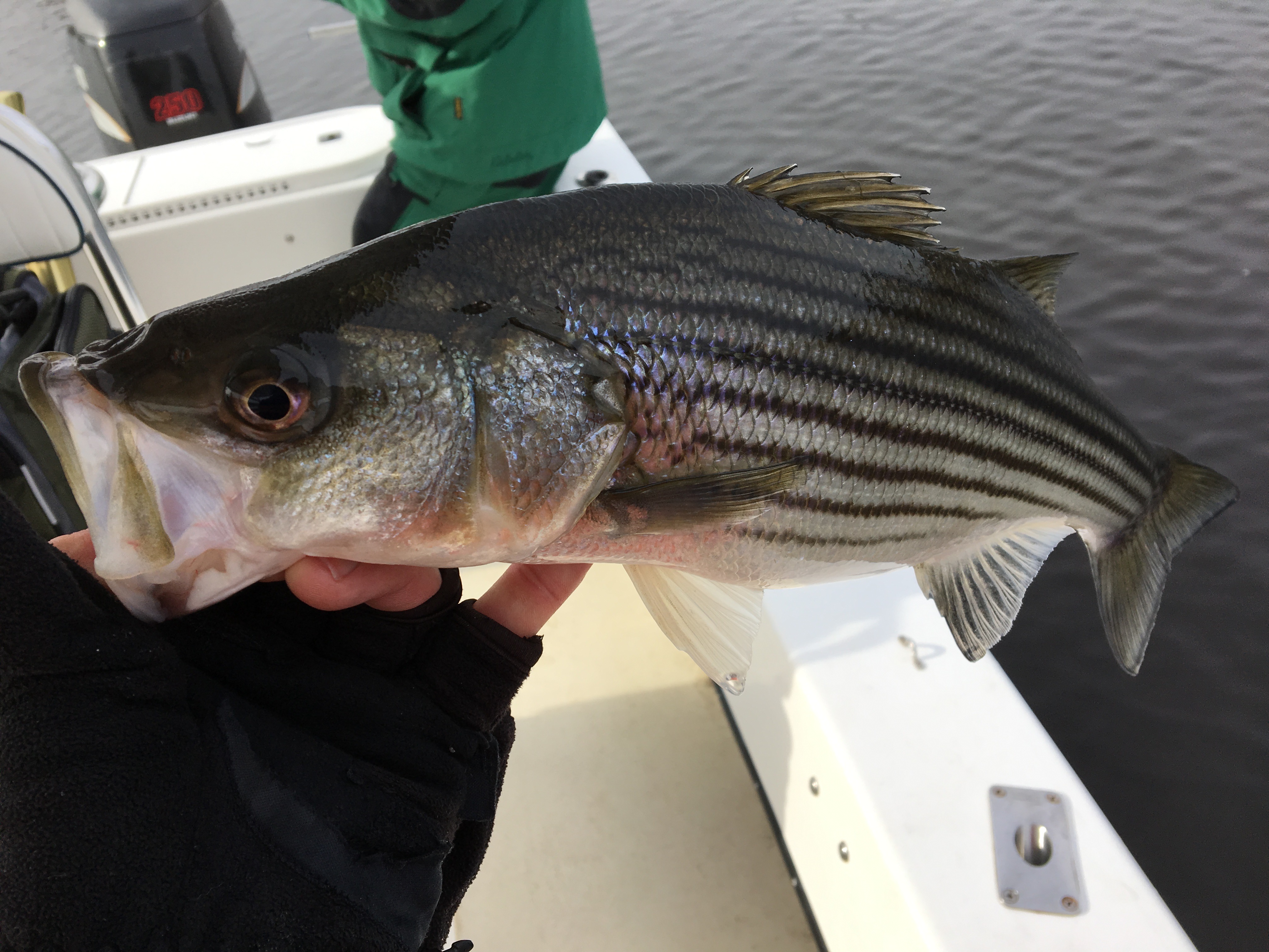 Striped Bass Guide Roanoke Pamlico Neuse River Fish IBX