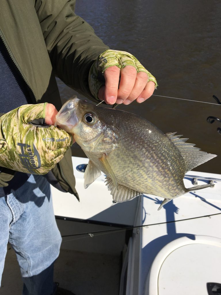 Huge White Perch and Crappie - Eastern NC Fishing Guide