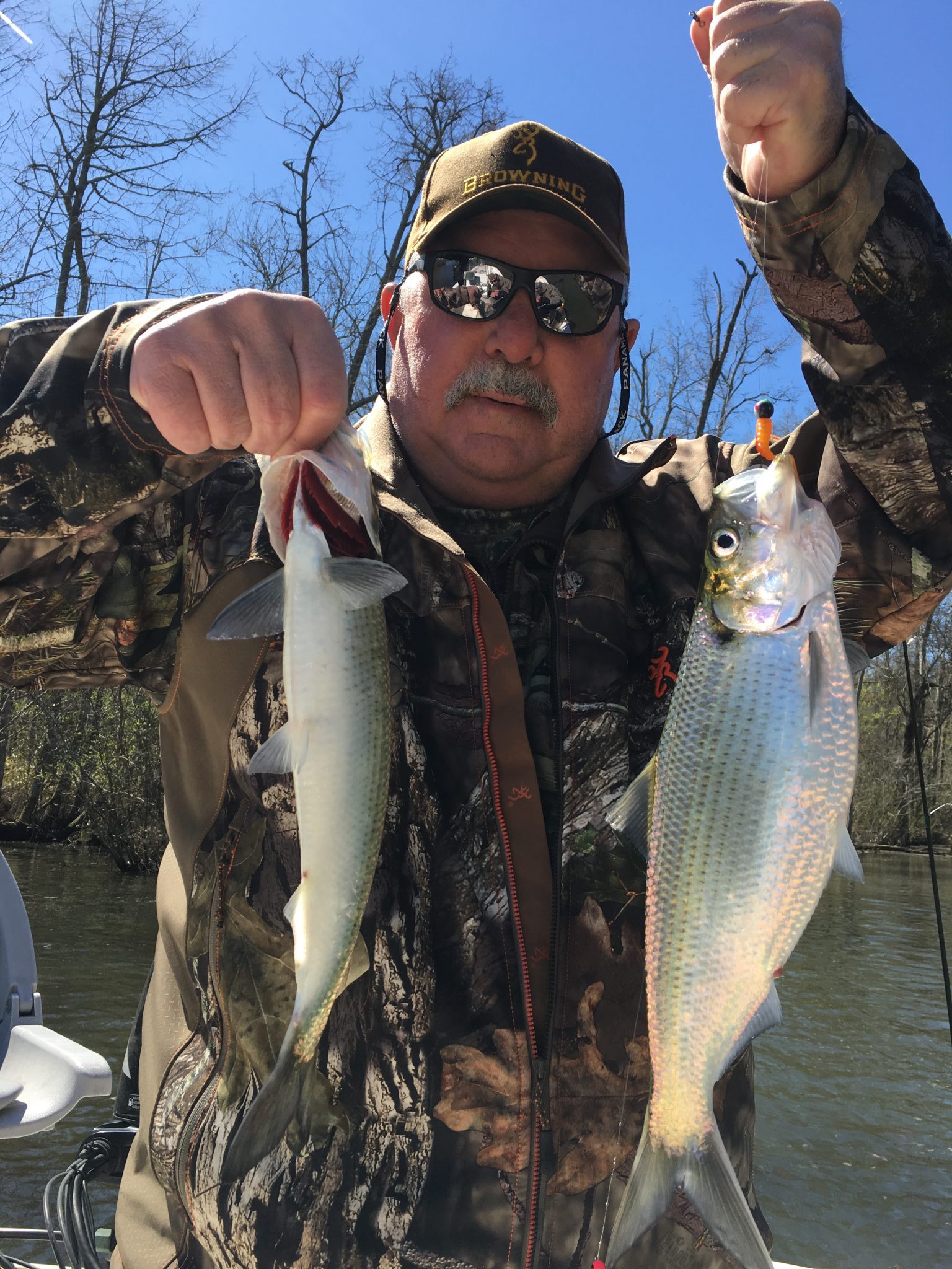 Roanoke River NC Shad Fishing Guide FishIBX Eastern NC Fishing Guide