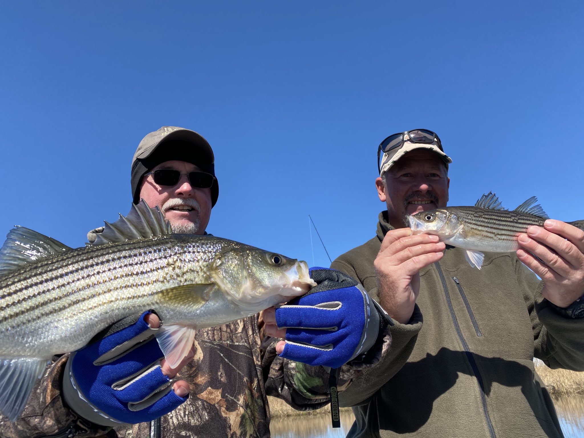 Pamlico River Striped Bass vs Roanoke River Rockfish FishIBX Eastern