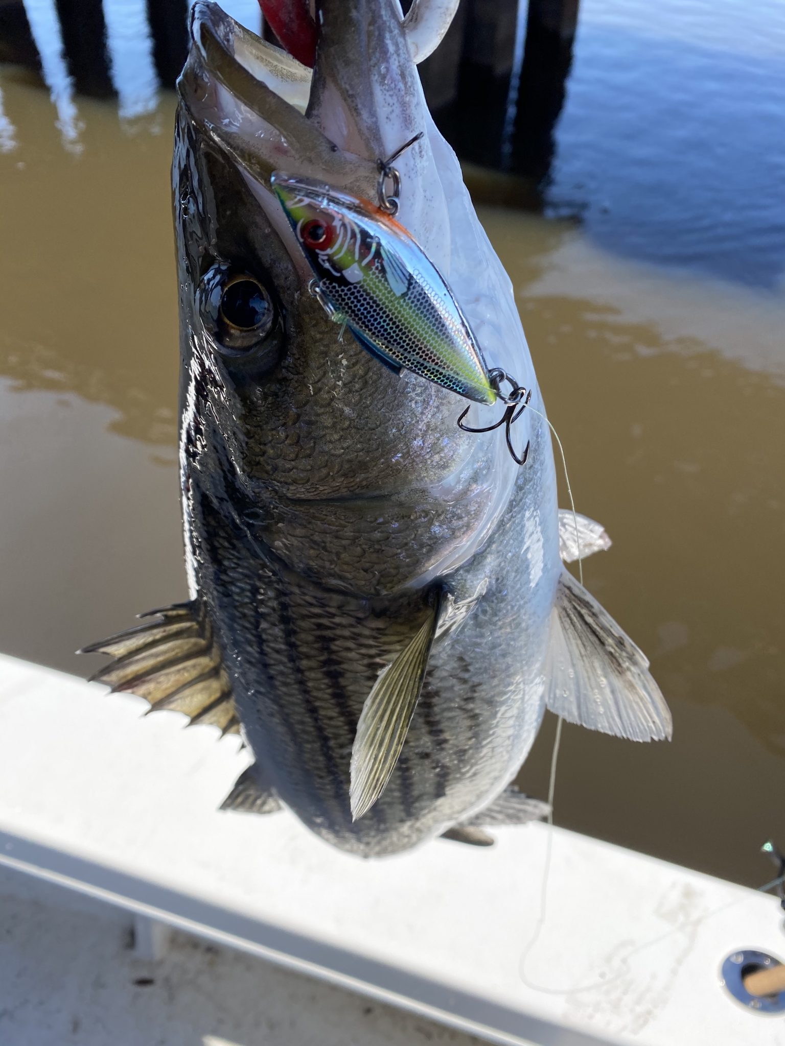 Pamlico River Striped Bass vs Roanoke River Rockfish FishIBX Eastern NC Fishing Guide