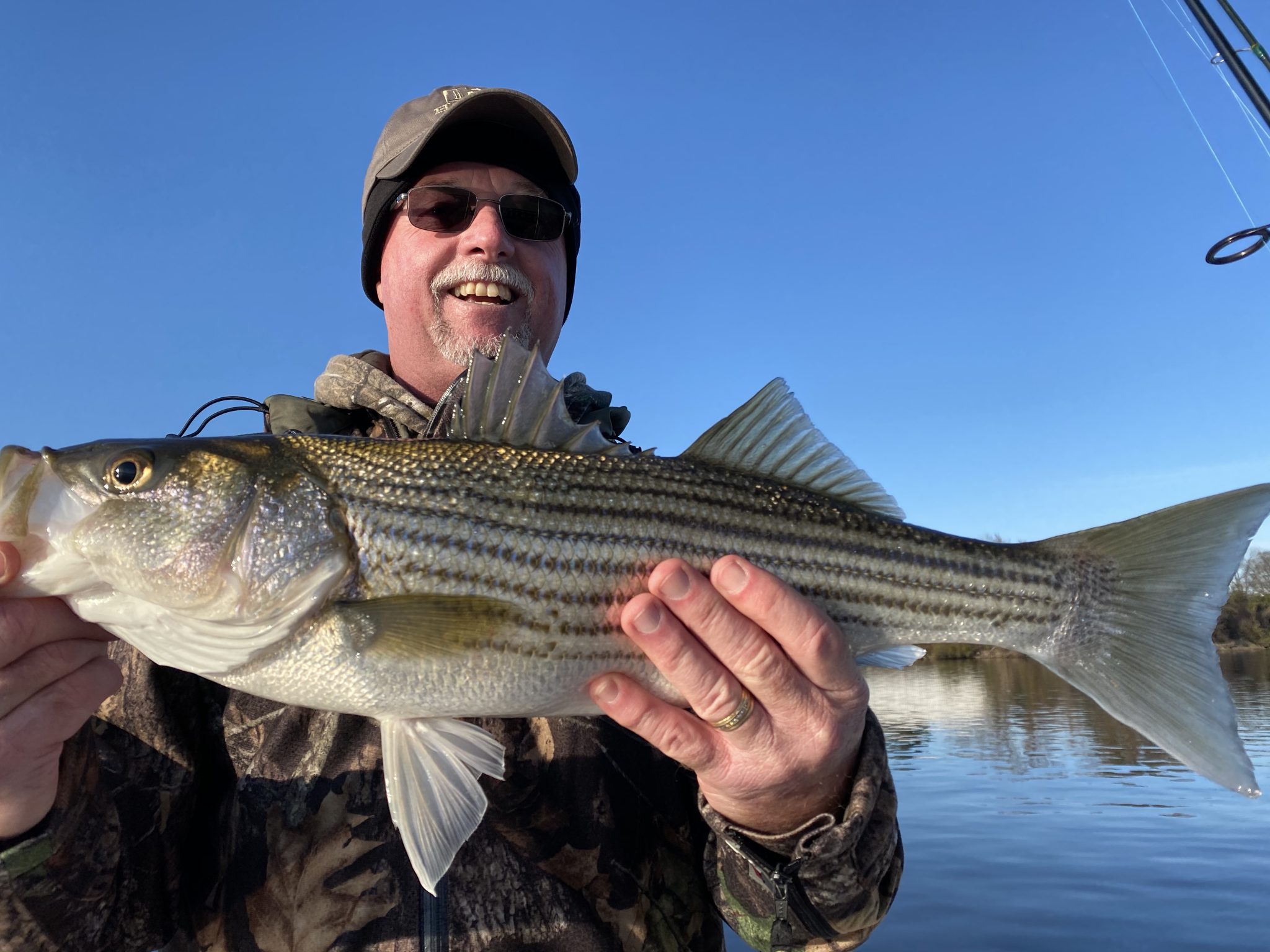 Rock Fish Vs Sea Bass at Curtis Wright blog