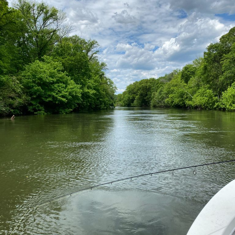 Weldon NC, Rockfish Capital, Striped Bass Report Eastern NC Fishing Guide