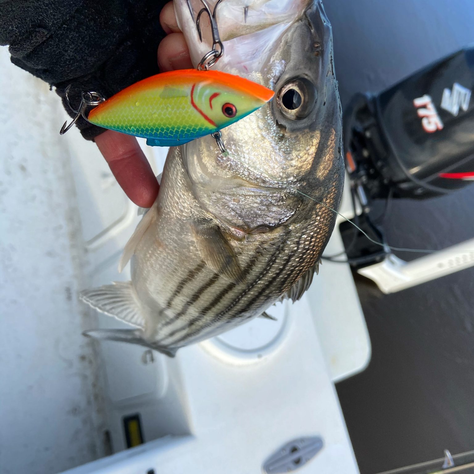 trophy freshwater drum mud river trophy freshwater drum mud river
