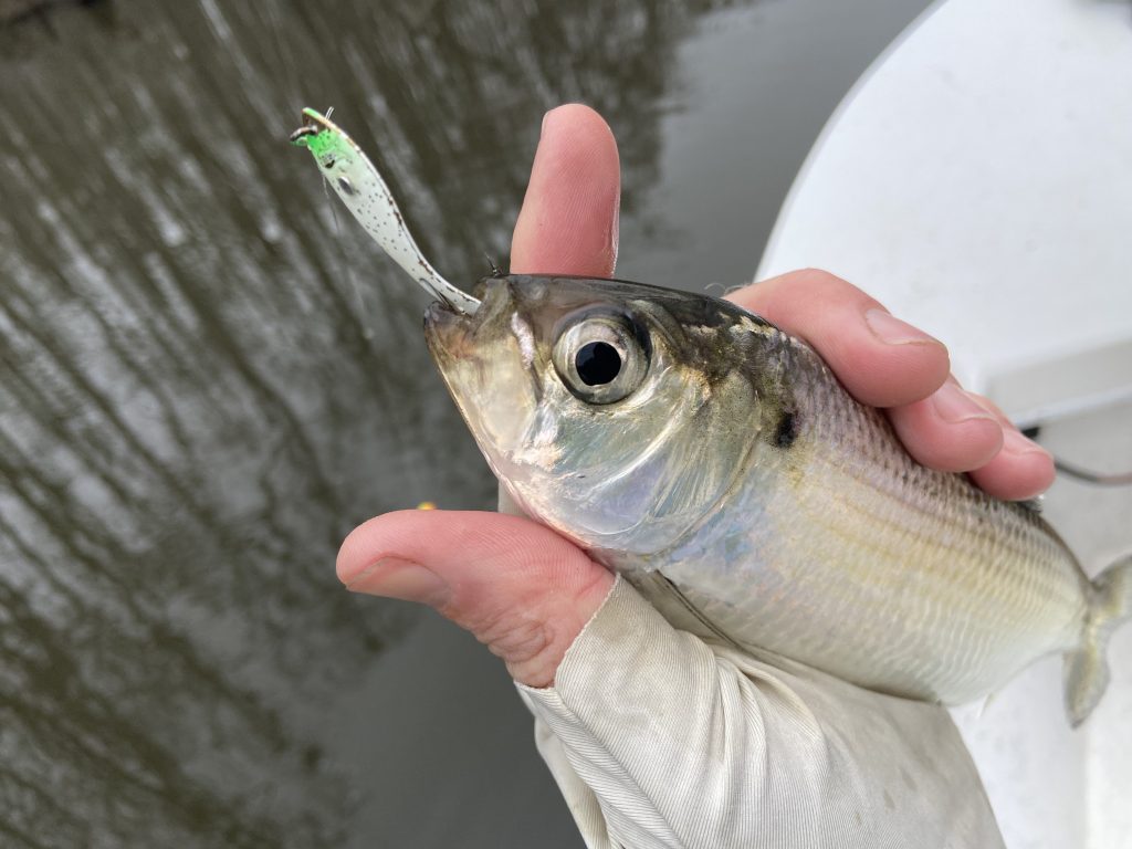The Roanoke River Herring FishIBX Eastern NC Fishing Guide