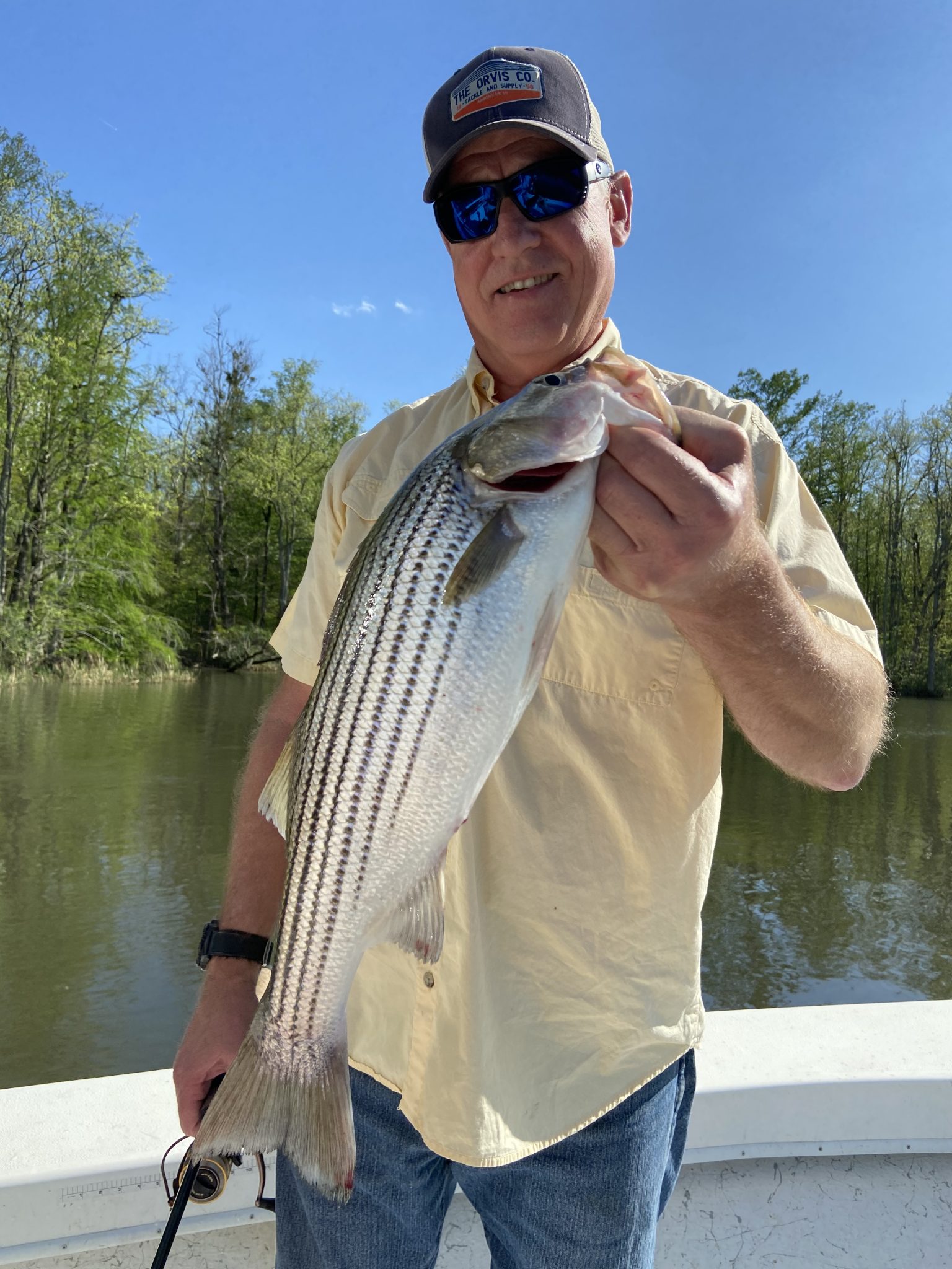 Roanoke River Striped Bass Season Eastern NC Fishing Guide