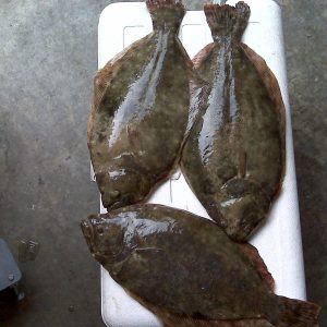 flounder 1