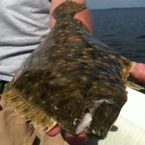 flounder 4