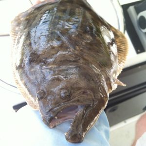 flounder 5