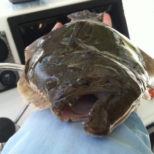 flounder 6